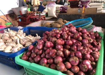 Gaes. Bawang Naik Disubsidi Ke-angkutan. Suaragong