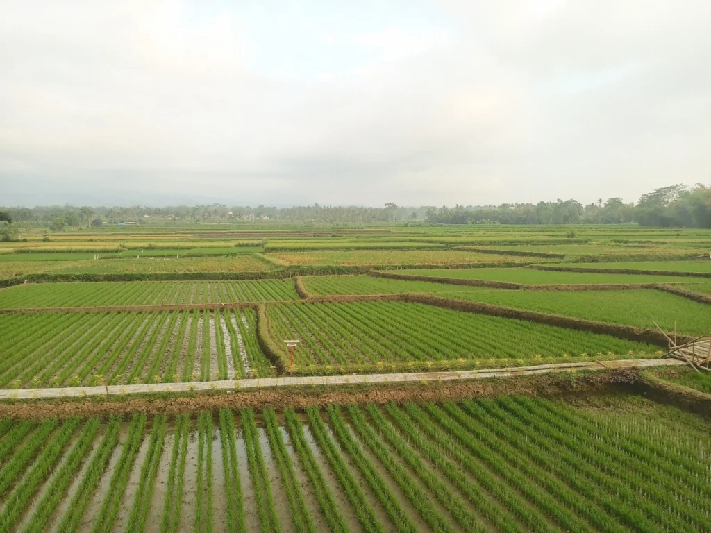 Gaes. Lahan Pertanian Malang Turun. Suaragong