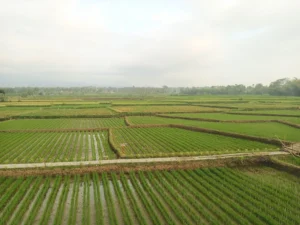 Gaes !!! Lahan Pertanian Malang Turun