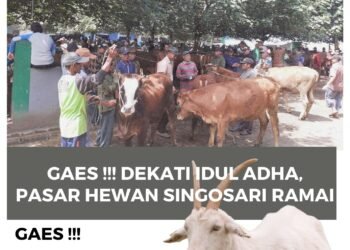 Menjelang Hari Raya Idul Adha, Pasar Hewan Singosari Mulai Ramai