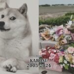 FT : Foto Terkenal Kabosu/Doge/ Instagram : @kabosumama