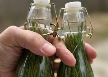 Minuman Fermentasi Soda Daun Pinus/Resep Mudah