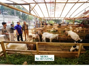 Gaes !!! Harga Kurban Meroket, Daya Beli Menurun