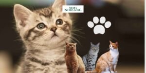 Gaes !!! Tiap Warna Pada Bulu Kucing Mencerminkan Sifatnya