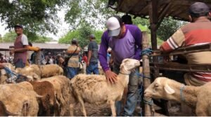 Gaes !!! Salon Kambing Idul Adha di Situbondo Menjadi Primadona
