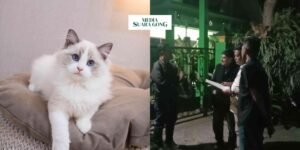 Gaes !!! Viral Kucing Disiksa dan Dipaku Hingga Tewas Di Malang