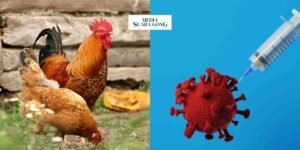 Gaes !!! Waspada Infeksi Virus Flu Burung Pada Manusia