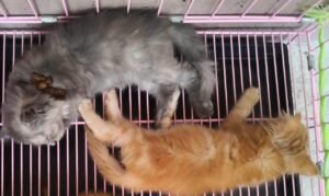 Gaes !!! Menelusuri Pelaku Kucing Dipaku Ke Pohon di Malang