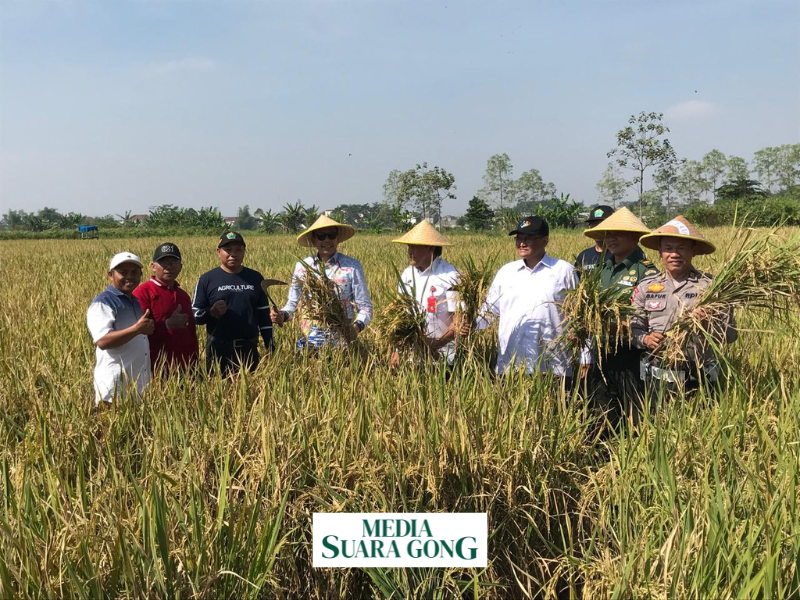 Wahyu Hidayat Pantau Produktivitas Melalui Ubinan Padi di Tasikmadu (Media Suaragong)