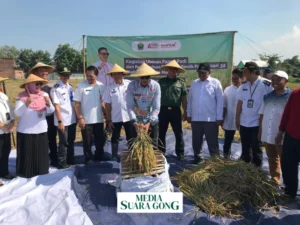 Gaes !!! Wahyu Hidayat Pantau Produktivitas Melalui Ubinan Padi di Tasikmadu