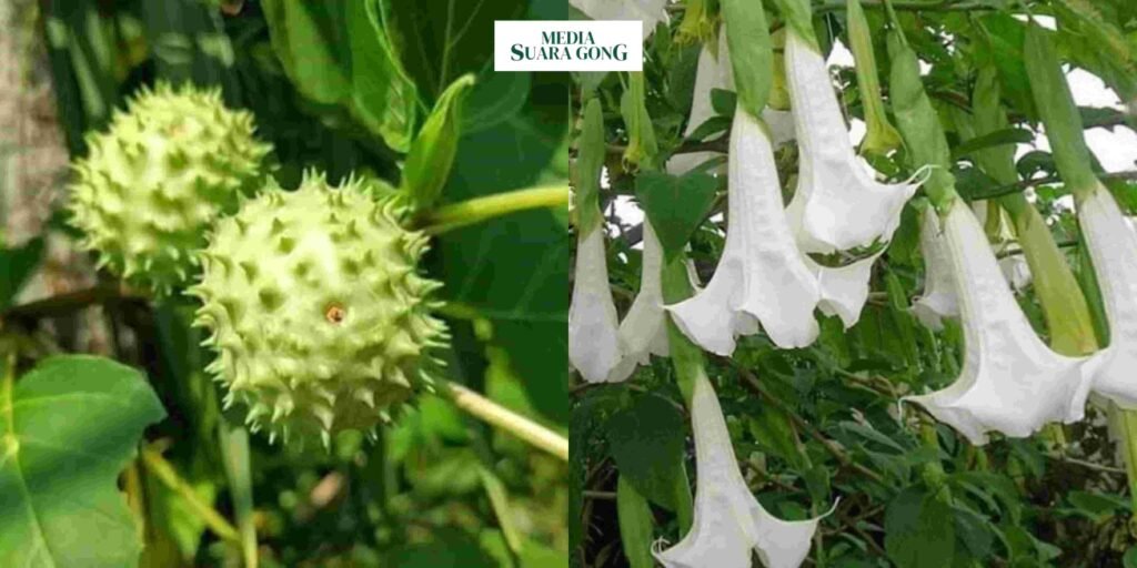 Bahaya Tanaman Kecubung