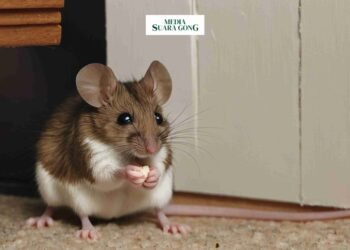 Aroma Pengusir Tikus Rumah
