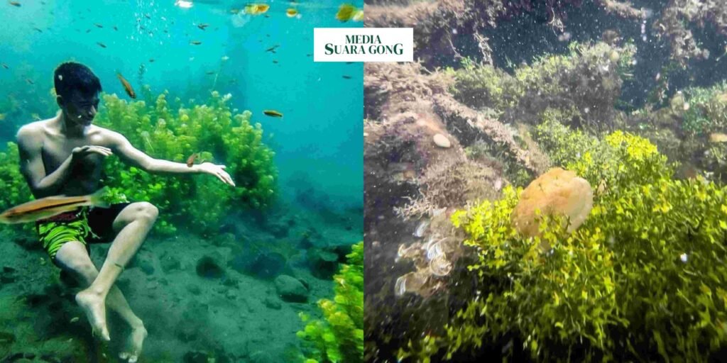 Gaes !!! Jaga Kelestarian Ubur-Ubur Langka di Pulau Kakaban