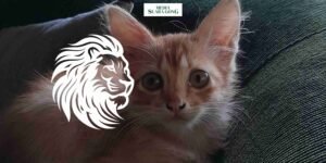 Gaes !!! Zodiak Leo, Bulan ini Adalah Waktumu Untuk Bersinar