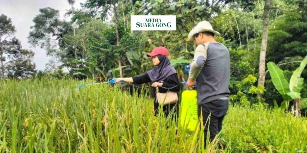 Penyemprotan Padi Menggunakan Pestisida Alami