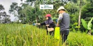 Gaes !!! Mahasiswa Jember Berhasil Membuat Pestisida Organik