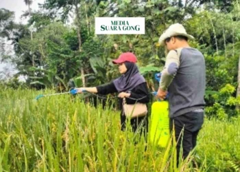 Penyemprotan Padi Menggunakan Pestisida Alami