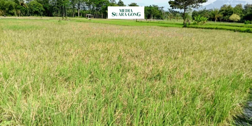 Gaes !!! Hama Tikus Menyerang Pertanian di Lumajang