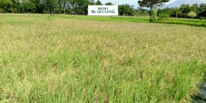 Gaes !!! Hama Tikus Menyerang Pertanian di Lumajang