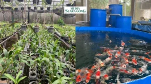 Gaes !!! Pesantren Kekinian Kembangkan Anggrek dan Ikan Koi