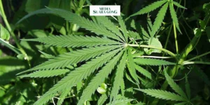 Gaes !!! 3 Petani di Lumajang Tanam Ganja Untuk Uang Tambahan