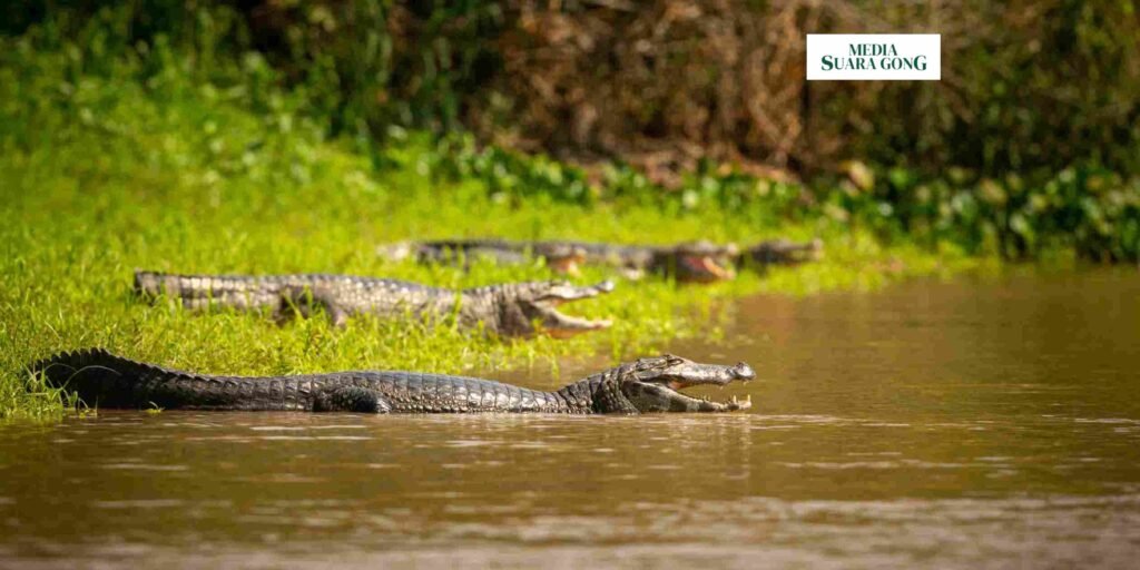 Gaes !!! Buaya Kerap Terlihat di Sungai Kedungpeluk, Sidoarjo