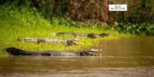 Gaes !!! Buaya Kerap Terlihat di Sungai Kedungpeluk, Sidoarjo