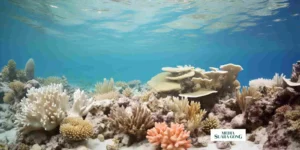 Gaes !!! Terumbu Karang Terancam Akibat Pemanasan Global