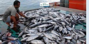 Gaes !!! Kandungan Merkuri Yang Tinggi Pada Ikan Laut