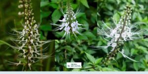 Gaes !!! Dari Tradisional Ke Moderen: Ini Manfaat Kumis Kucing