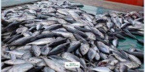 Gaes !!! 5 Ikan Sumber Vitamin D yang Baik untuk Tulang dan Gigi