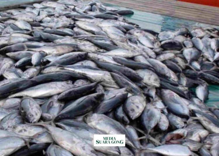 5 Ikan untuk penuhi kebutuhan Vitamin D