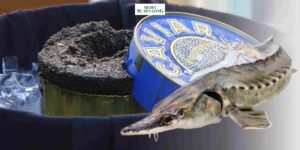 Gaes !!! Mengapa Caviar Bisa Begitu Mahal?