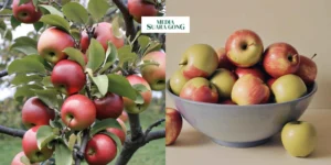 Gaes !!! Manfaat Apel Bagi Kesehatan Tubuh