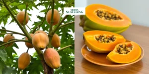 Gaes !!! Manfaat Pepaya Bagi Kesehatan Tubuh