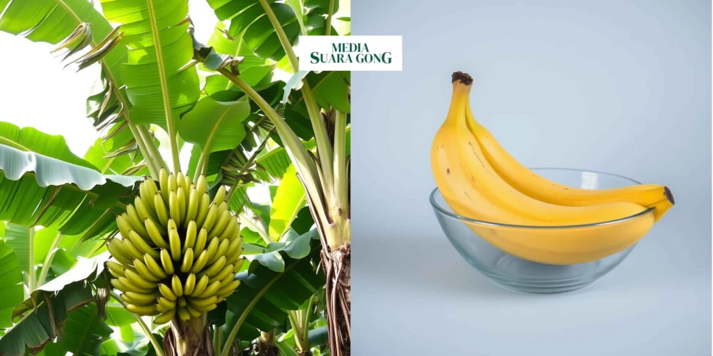 Manfaat Pisang Bagi Kesehatan Tubuh 