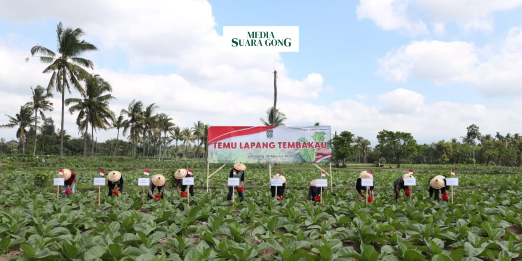 Peningkatan Potensi Tembakau di Lumajang