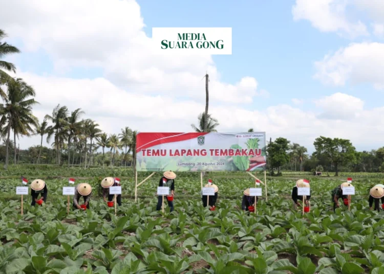 Peningkatan Potensi Tembakau di Lumajang