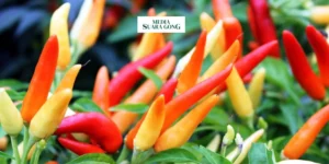 Gaes !!! Upaya Stabilisasi Harga Cabai oleh Pemkab Lumajang