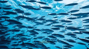 Gaes !!! Blue Economic: Potensi Ekonomi Kelautan Nusantara