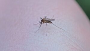 Gaes !!! Menuju Bebas Dengue: Upaya Kemenkes dan Soffell Cegah DBD