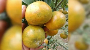 Gaes !!! Yuk, Kenali Kandungan Nutrisi dan Potensi Buah Jeruk!