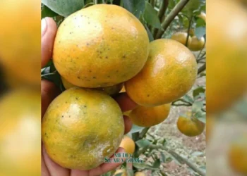 Yuk, Kenali Kandungan Nutrisi dan Potensi Buah Jeruk! (Media Suaragong)