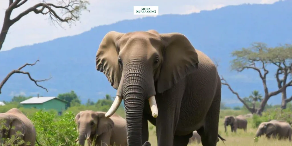 Gaes !!! Zimbabwe Izinkan Pembantaian Gajah untuk Atasi Kelaparan