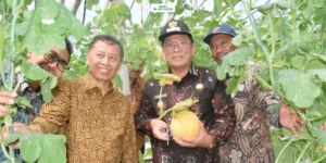Gaes !!! Diversifikasi Pangan: Melon Jadi Andalan Pertanian Lamongan