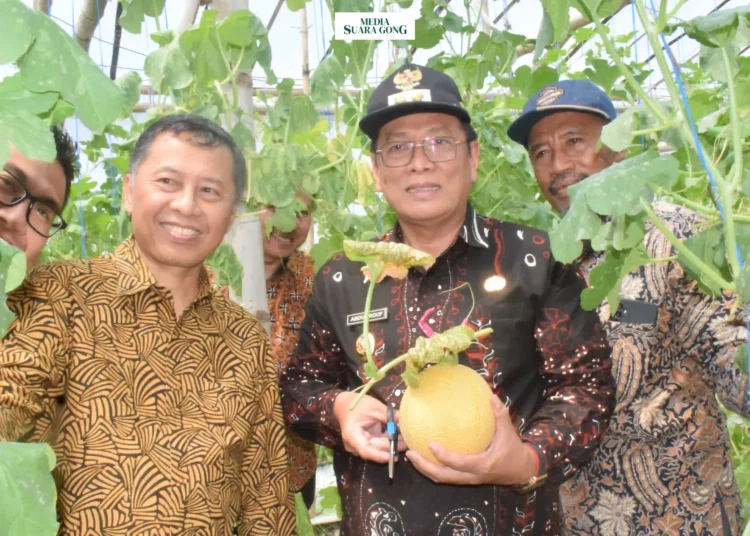 Kabupaten Lamongan terus menunjukkan keseriusannya dalam mendukung sektor pertanian. Dengan mendorong diversifikasi pangan, dan salah satu komoditas unggulan Lamongan yang kini semakin populer adalah melon.