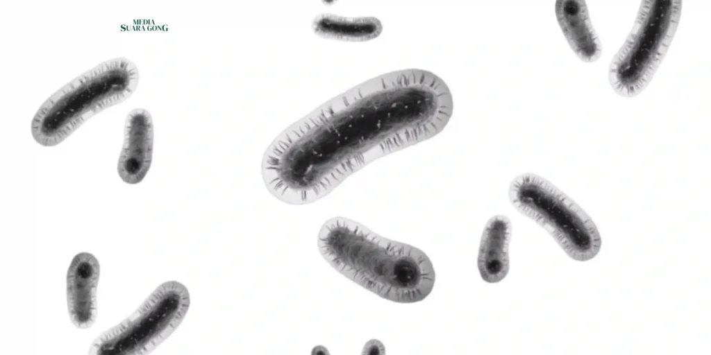 Gaes !!! Kemenkes Ungkap Bakteri yang Kebal Terhadap Antibiotik