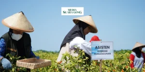 Gaes !!! Lumajang Jadikan Produksi Cabai Motor Ekonomi