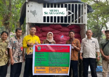 Lumajang Panen Harapan Baru Bibit Unggul Dongkrak Produksi Bawang Merah