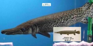 Gaes !!! Awas Bisa Kena Hukum: Mengapa Ikan Aligator Tidak Boleh Dipelihara